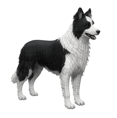 Canin Conduite