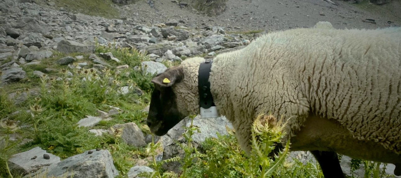 Tracking Prime - Detail