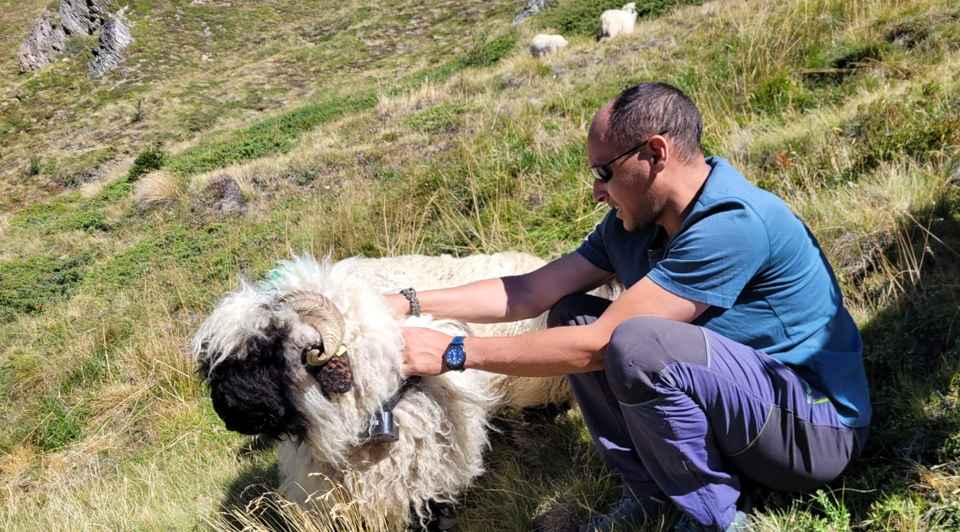 Kraftleben LoRa monté sur un animal