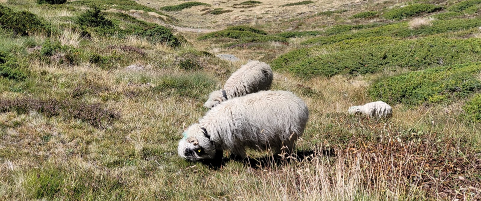 Tracker Kraftleben LoRa, Nez-noir du valais