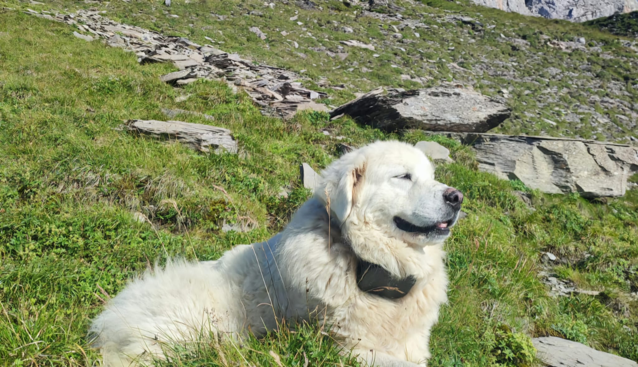 Tracking Prime chien